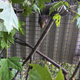 Normal squirrel things.